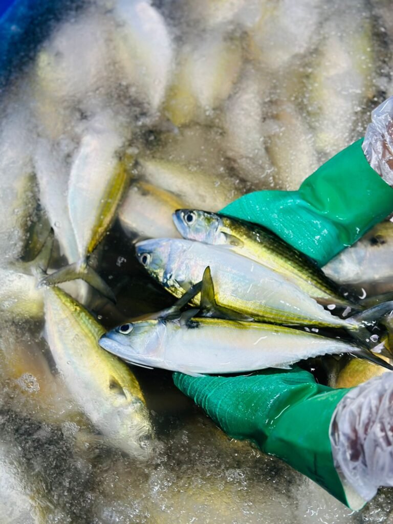 indian mackerel fish