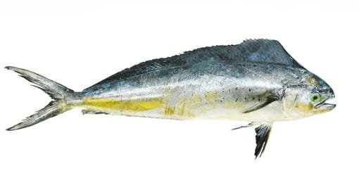 mahi mahi