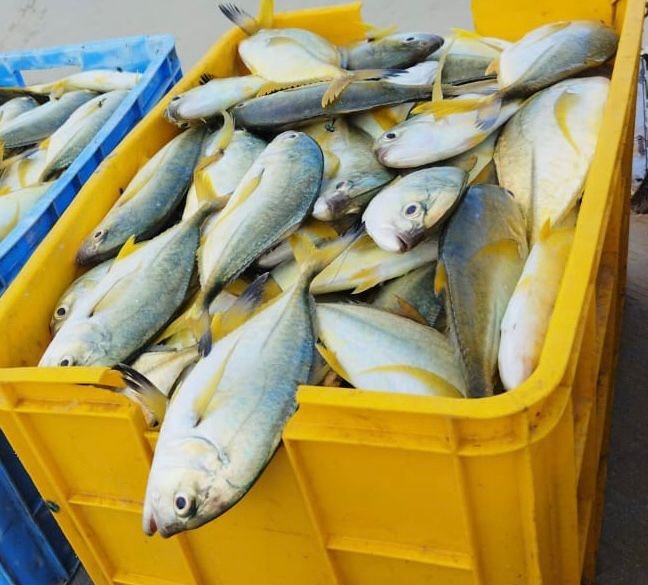 yellow tail scad fish