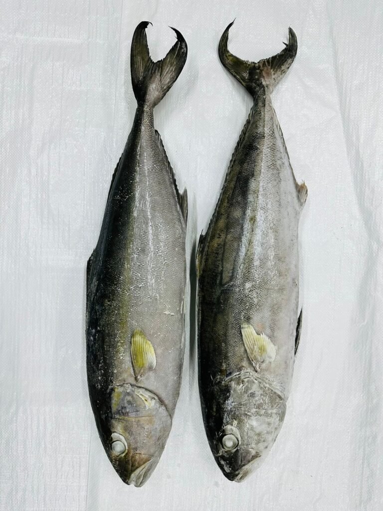amber jack fish