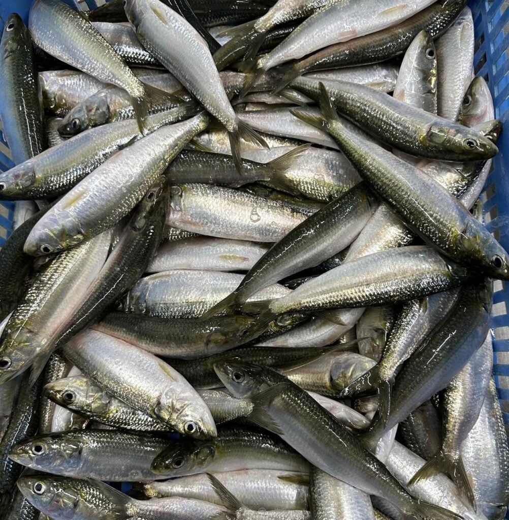 sardine fish
